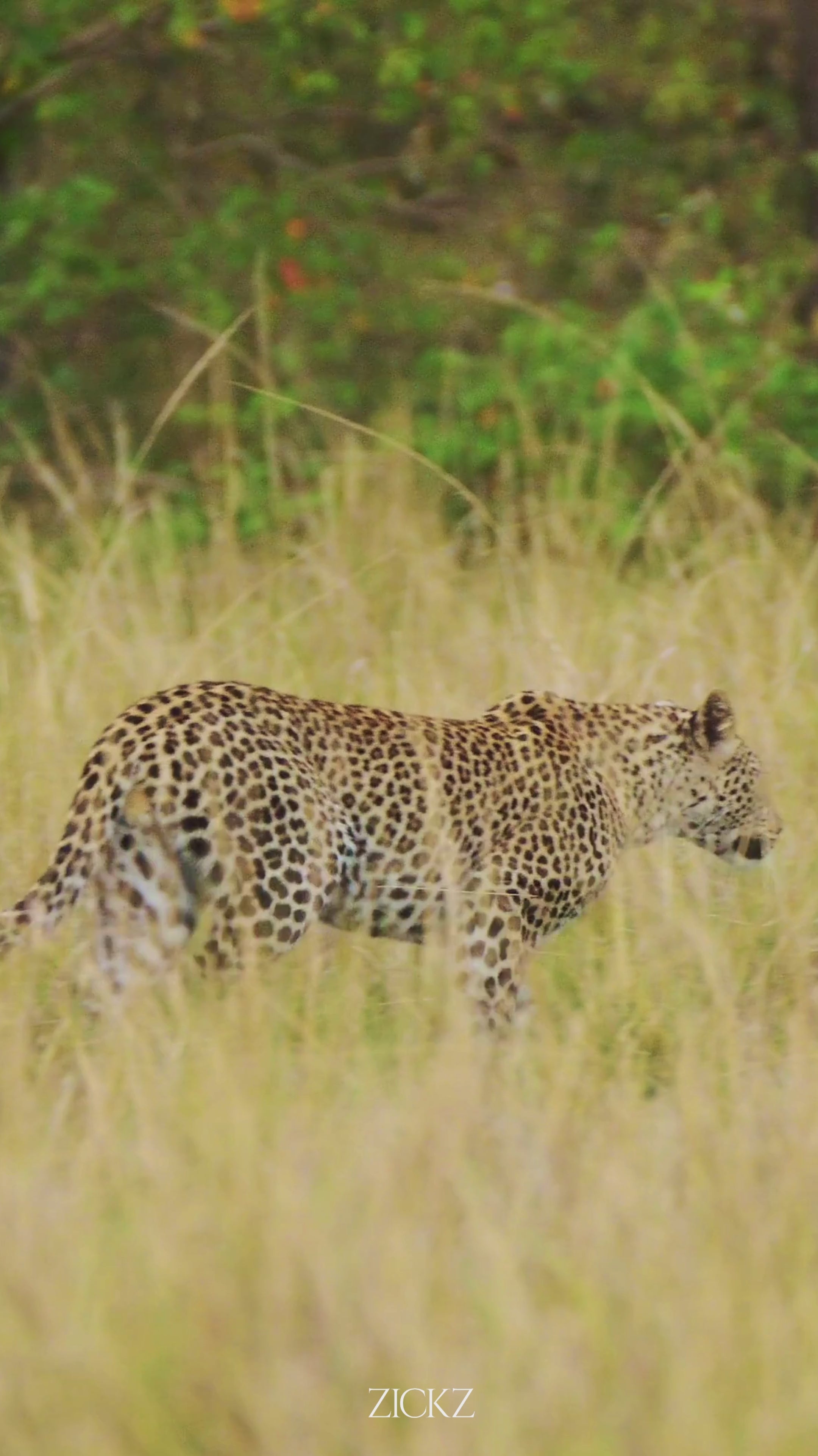 Jungle Cat "The Only Edition"